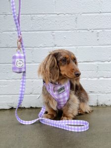 Dog Leash dog harness