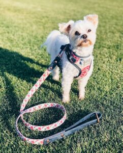 Dog harness and dog leash