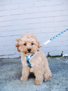 Dog harness and dog leash