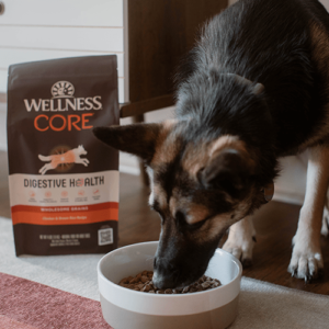 Dog eating Wellness CORE Digestive Health Dry Dog food