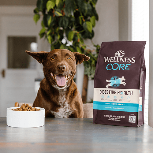 Wellness Core Digestive Health Whitefish Dry Dog food