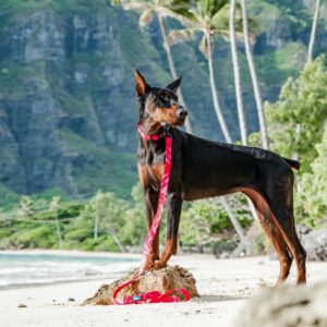 Doberman wearing Woof concept Cosmopolitan waterproof dog collar and leash on a beach