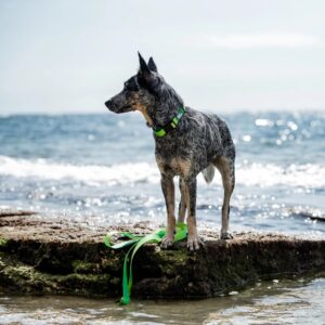 Dog wearing Woof Concept Lime Margarita waterproof Dog collar and leash