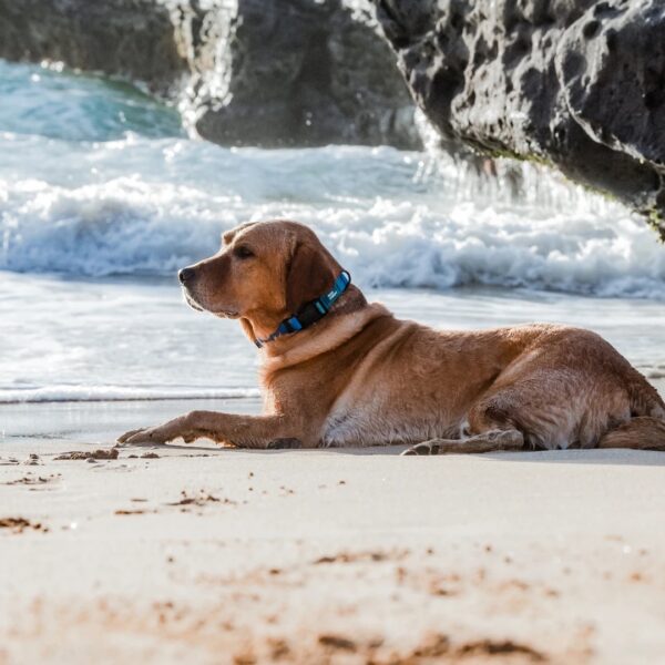 Dog sitting on a beach with woof concept blue Hawaii waterproof dog collar