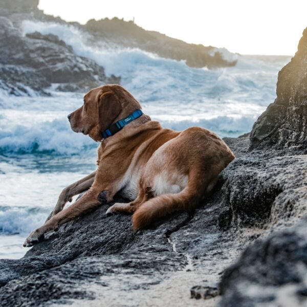Dog on the beach wearing woof concept blue Hawaii waterproof dog collar